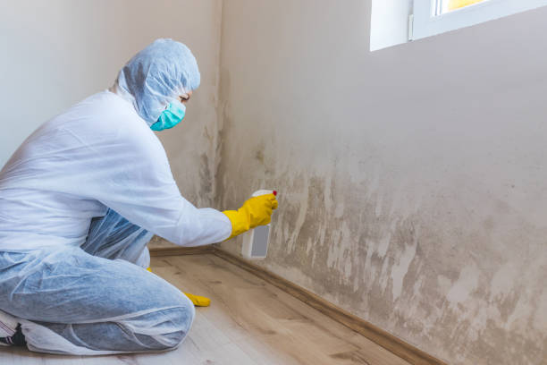 Mold Remediation specialist working in Longwood